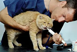 Vets: Vet - with Cat being wormed
