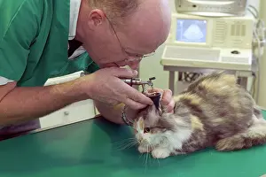 Checking: Vet - checking cat's ears