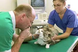Checking: Vet - checking cat's eyes