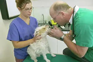 Checking: Vet - checking dog's eyes