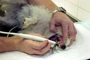 Dental: Vet - checking dog's teeth