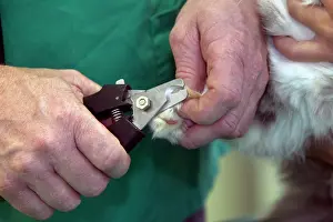 Clipping: Vet - clipping dog's nails