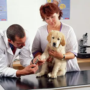 Clipping: Vet - clipping puppy's claws