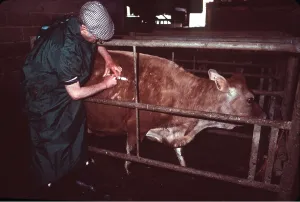 Injections: VET WITH COW - INJECTING