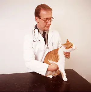 Examines: VET- examines abdomen of cat