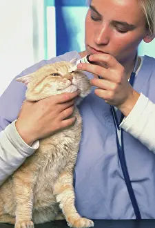 Examining: Vet - Examining Cat