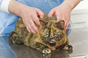 Examining: Vet - examining cat