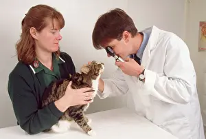 Examining: Vet - examining catIs eyes