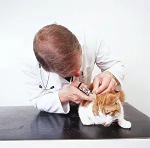 Examining: VET - Examining cat's ear