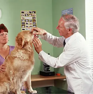 Obedience: VET - EXAMINING DOG'S TEETH