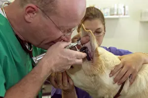 Examining: Vet - examining Golden Retriever Dog's ears