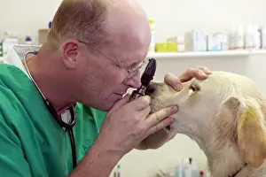 Examining: Vet - examining Golden Retriever Dog's eyes