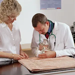 Examining: VET - Examining Rabbit