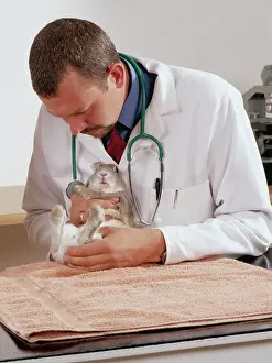 Examining: Vet - Examining Rabbit