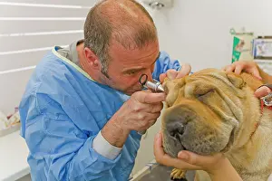 Peis: Vet - examining Sharpei's ear