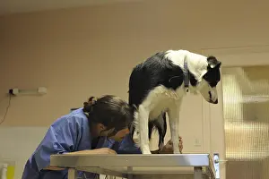 Herding: Vet explaining the hind leg of a Border Collie