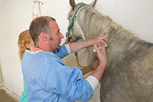 Vaccinations: Vet - giving horse an injection