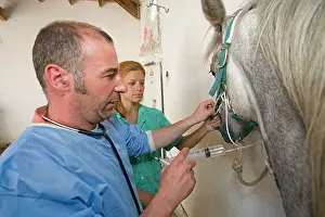 Vaccinations: Vet - giving horse an injection