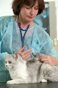 Injections: VET - injecting Cat