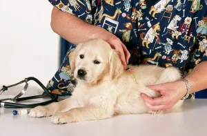 Injections: VET - injecting puppy