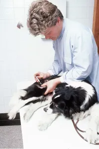Injections: VET - Injects dog
