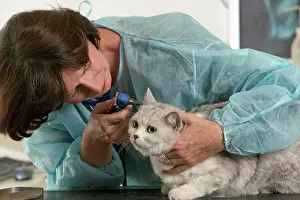 Inspecting: VET - inspecting Cat