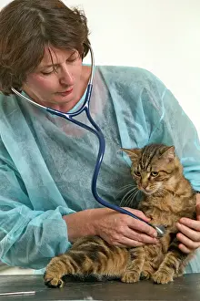 Inspecting: VET - inspecting Cat