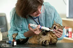 Inspecting: VET - inspecting Cat