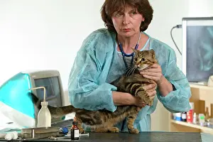 Inspecting: VET - inspecting Cat