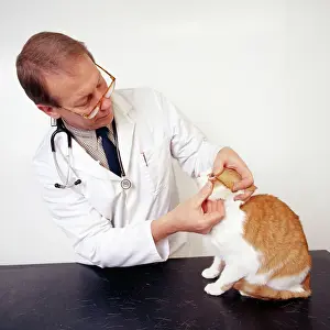 Inspecting: VET - Inspecting Cat's eye