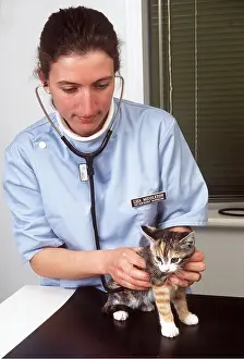 Check: VET - kitten's first check