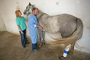 Bandages: Vet - listening to horse's heart on stethescope