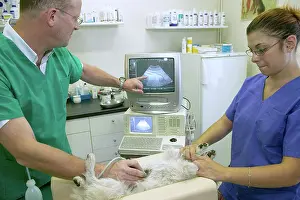 Ultra: Vet - performing an ultra-sound on a dog's digestive system
