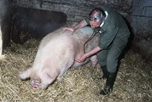Health: VET WITH PIG - USING STETHESCOPE