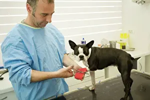 Bandage: Vet - putting bandage on Boston Terrier Dog