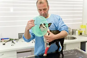 Unwell: Vet - putting wimple on Boston Terrier Dog