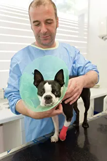 Unwell: Vet - putting wimple on Boston Terrier Dog