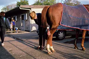 Examining: Vet - at race course, examining Horse back leg
