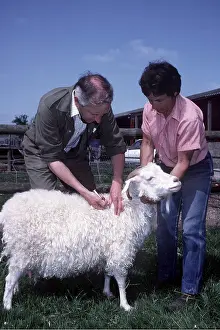 Farmer: VET - SHEEP & LADY FARMER