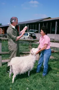 Injections: VET WITH SHEEP & owner