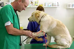 Test: Vet taking a blood test from a Golden Retriever Dog