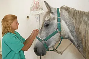 Unwell: Vet - tending horse, setting up a drip
