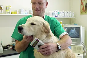 Tags: Vet - using a microchip reader on Golden Retriever Dog
