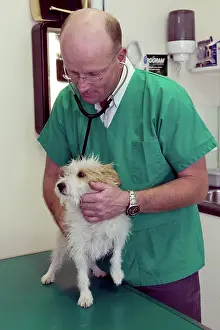 Stethoscope: Vet - using stethoscope on dog