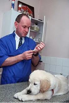 Injections: VET - vaccinates labrador puppy dog