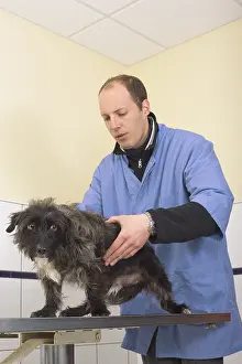 Persons: VET - Veterinarian examining a dog in the clinic