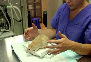 Weighing: Vet - weighing rat