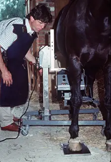 Rays: Vet x-raying HORSE