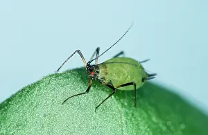 Vetch: Vetch APHID