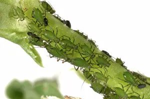 Vetch: Vetch aphid infestation